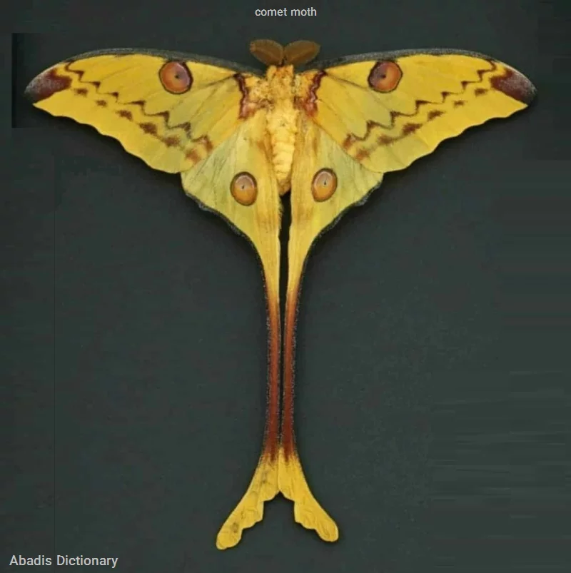 comet moth